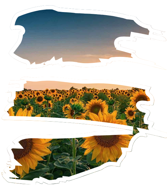 Untitled design - 2025-07-07T155944.408